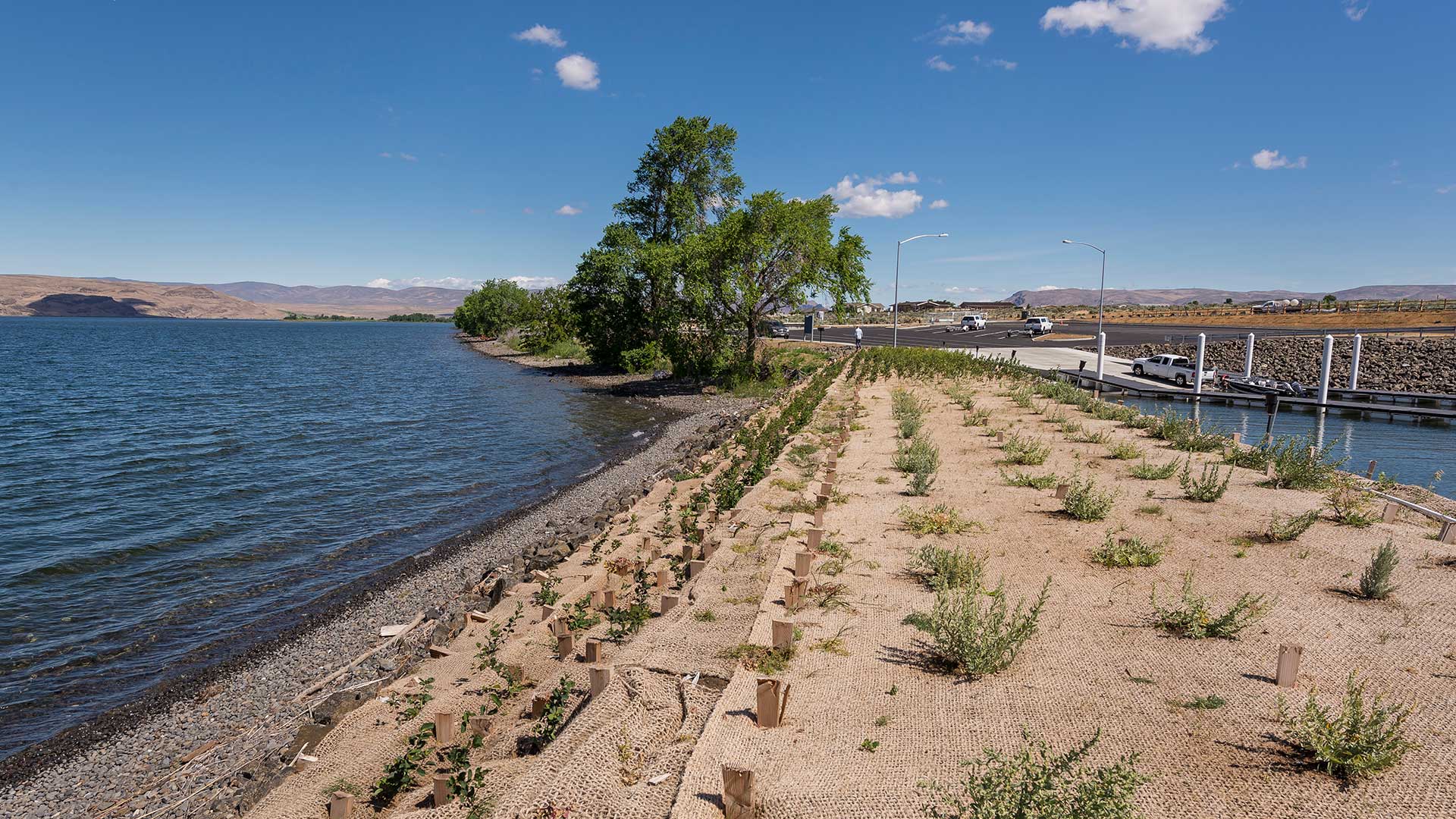 Priest Rapids Shoreline Stabilization - new plantings