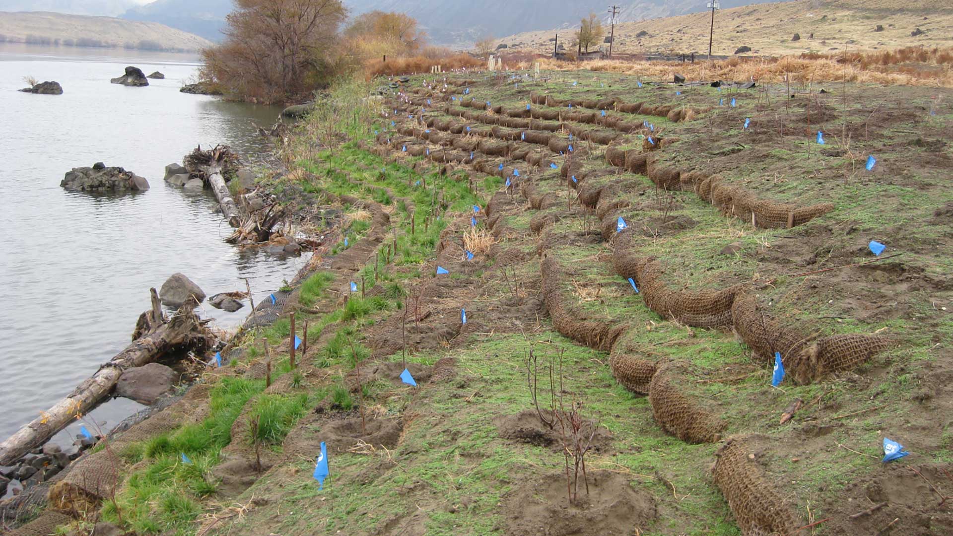 Wanapum Shoreline Stabilization - plantings